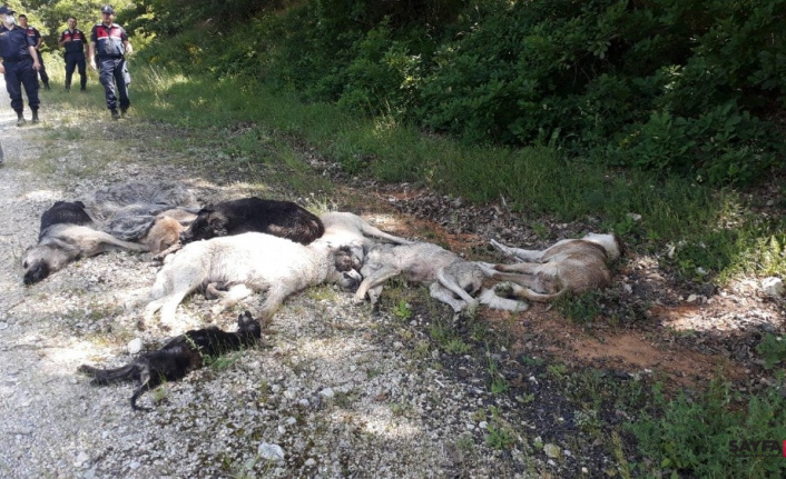 Büyük vicdansızlık: Ormanda 12 köpek ölüsü bulundu