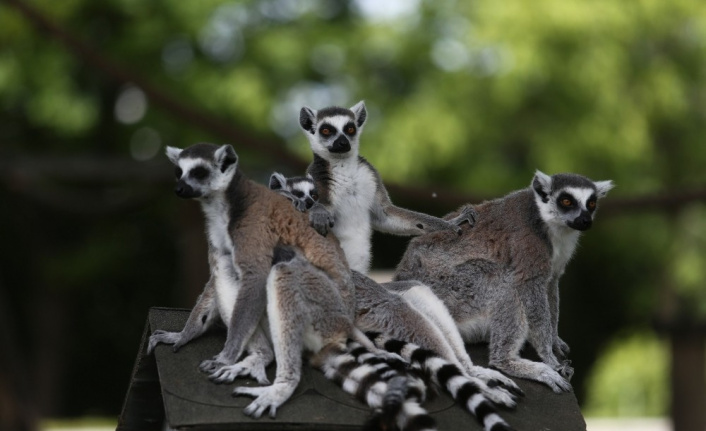 Bursa Hayvanat Bahçesi’nde  5 lemur yavrusu dünyaya geldi