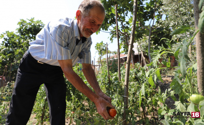 Bursa'da organik tarım ilk meyvelerini verdi