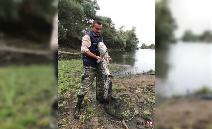 Edirne’de 44 kiloluk yayın balığı yakalandı