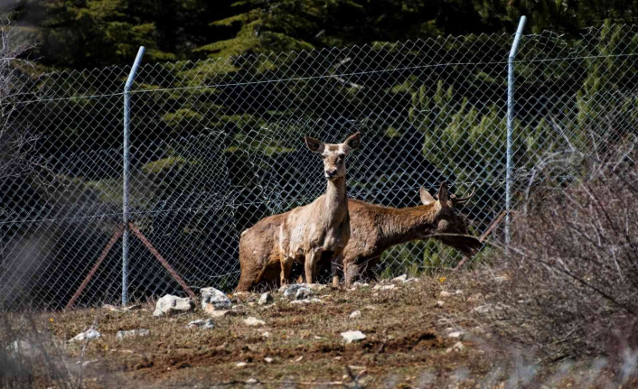 Spil Dağı’na kızıl geyik salındı