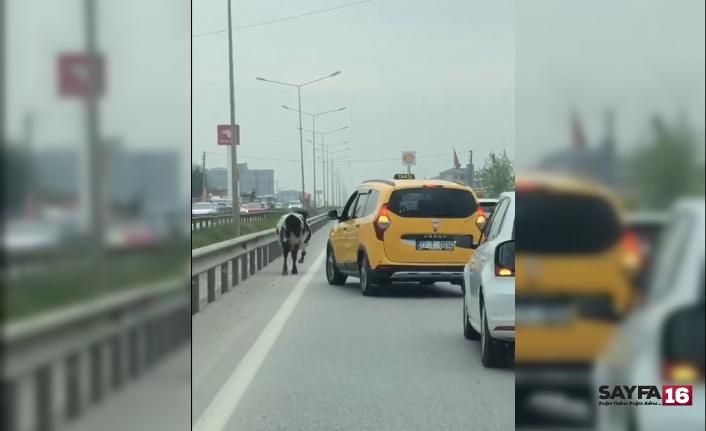 Yalova - Bursa kara yoluna çıkan inek trafiği aksattı
