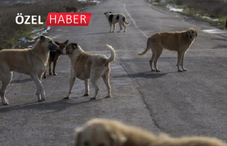 Türkiye'nin yeni sorunu: Başıboş sokak hayvanları