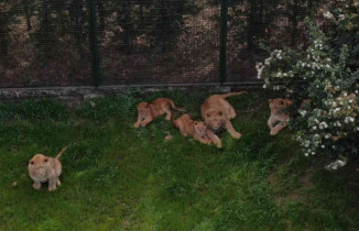(Özel) Bursa’nın kral ailesi büyüyor...7 yavru aslan görücüye çıktı